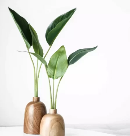 Two potted plants - Andy Curtis Counselling website