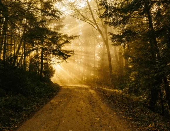 Woodland trial - Andy Curtis Counselling website