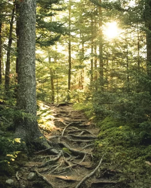 Woodland trial - Andy Curtis Counselling website