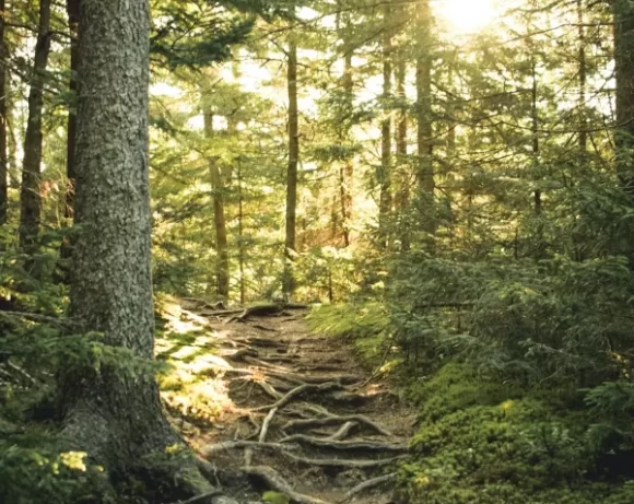 Woodland trial - Andy Curtis Counselling website